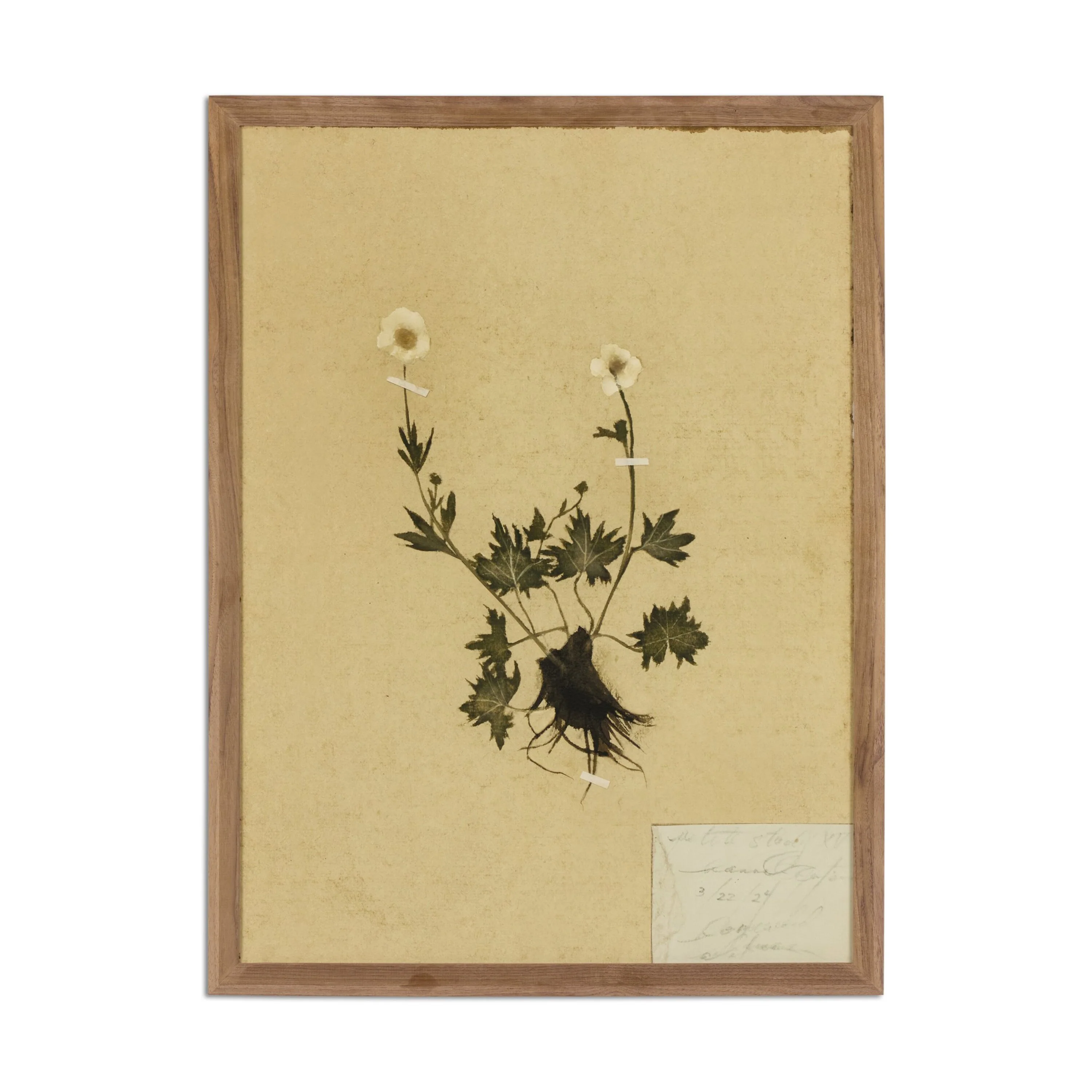 Amber Lewis x Four Hands Petite Study Triptych by Hannah Winters Wall Art Set - Image 3