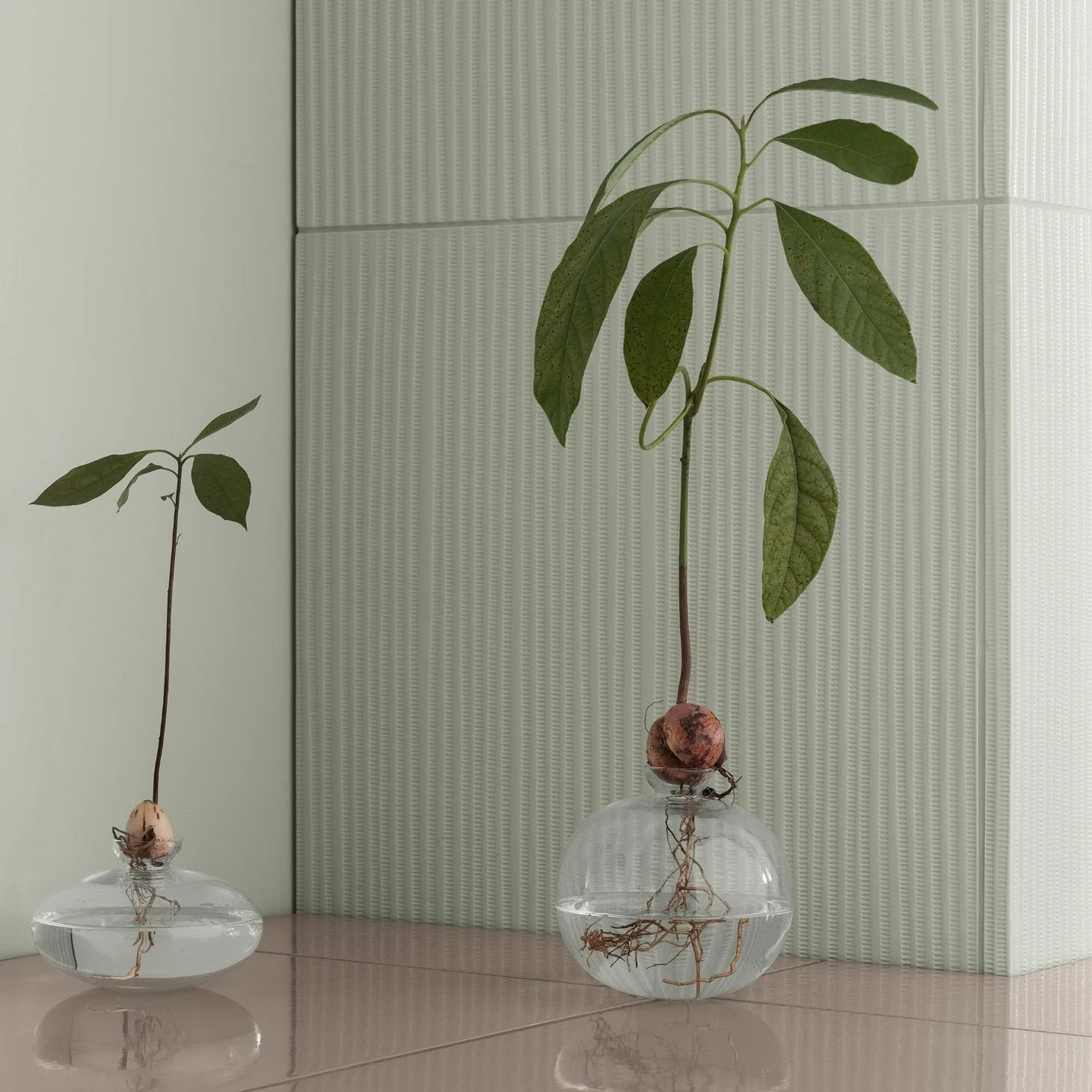 Avo Avocado Starter Vase - Image 4