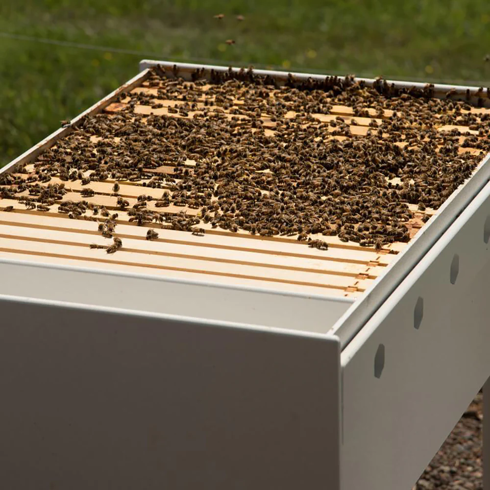 Bee Hive - Image 20