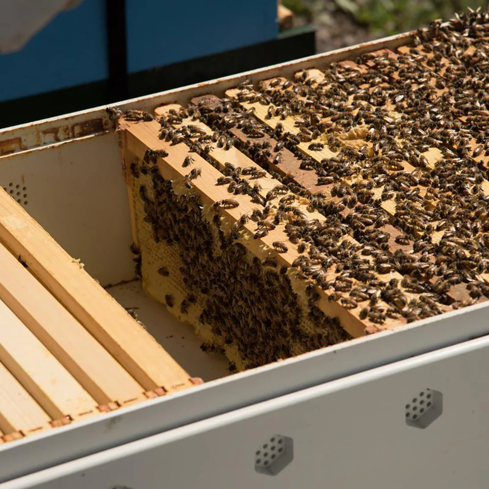 Bee Hive - Image 21