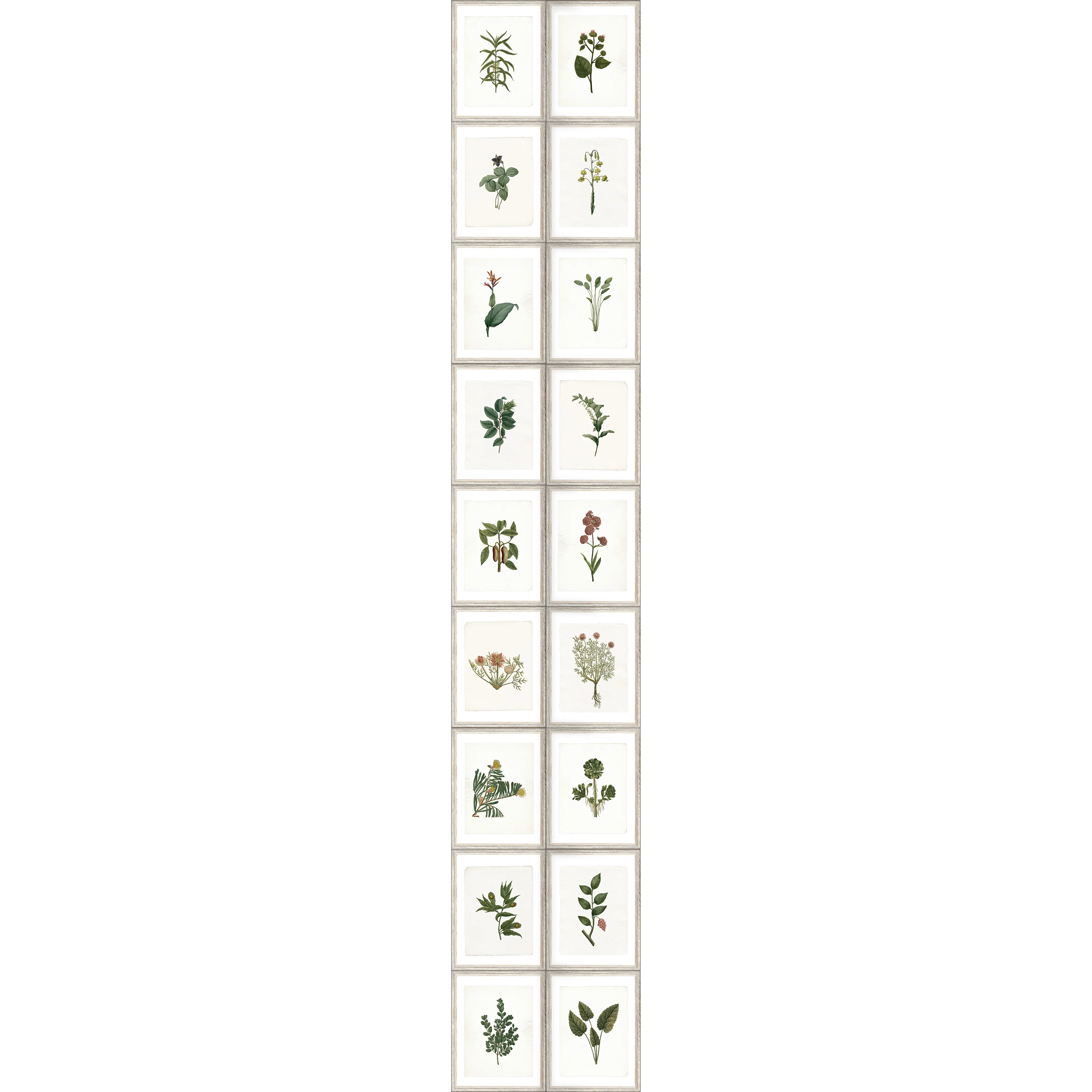 Botany Wallpaper - Image 5