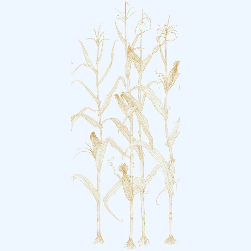 Corn Rows Wallpaper Sample Swatch - Image 24