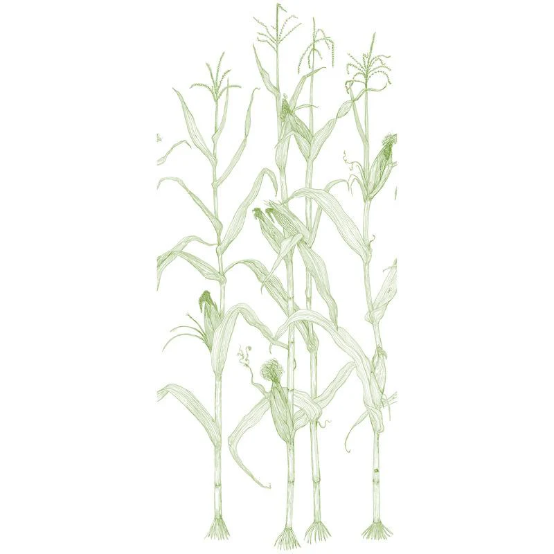 Corn Rows Wallpaper Sample Swatch - Image 30
