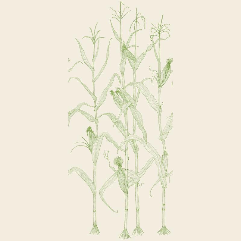 Corn Rows Wallpaper Sample Swatch - Image 45