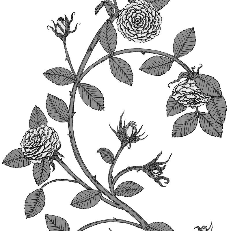 Elva Rose Wallpaper Sample Swatch - Image 23