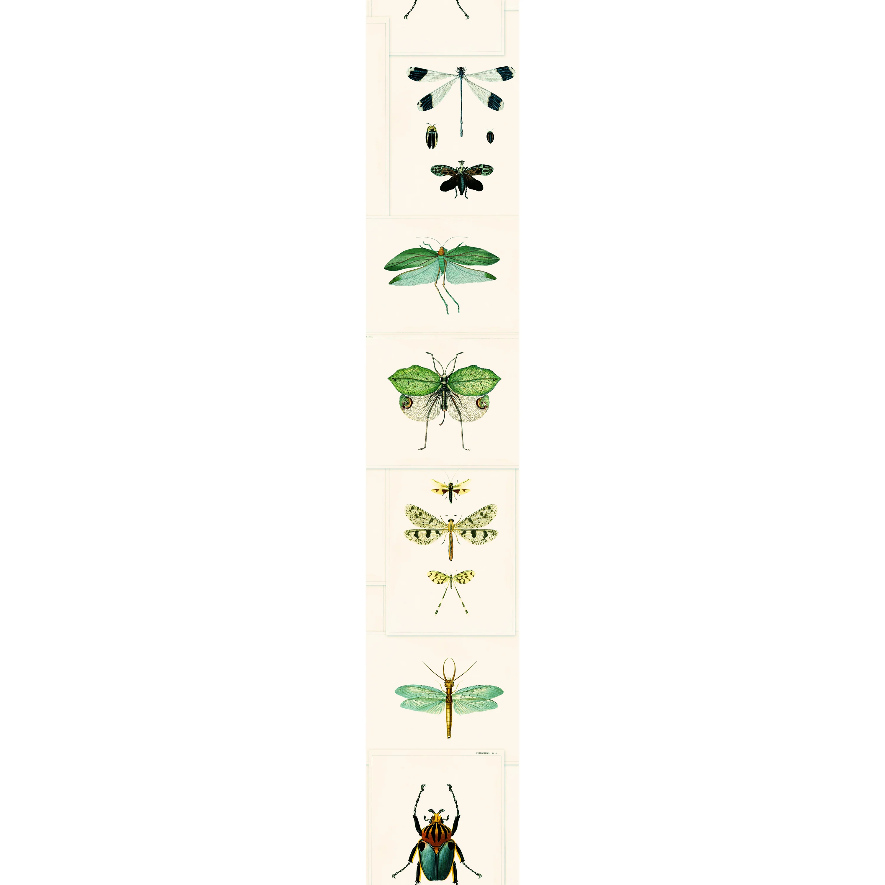 Entomology Wallpaper - Image 12