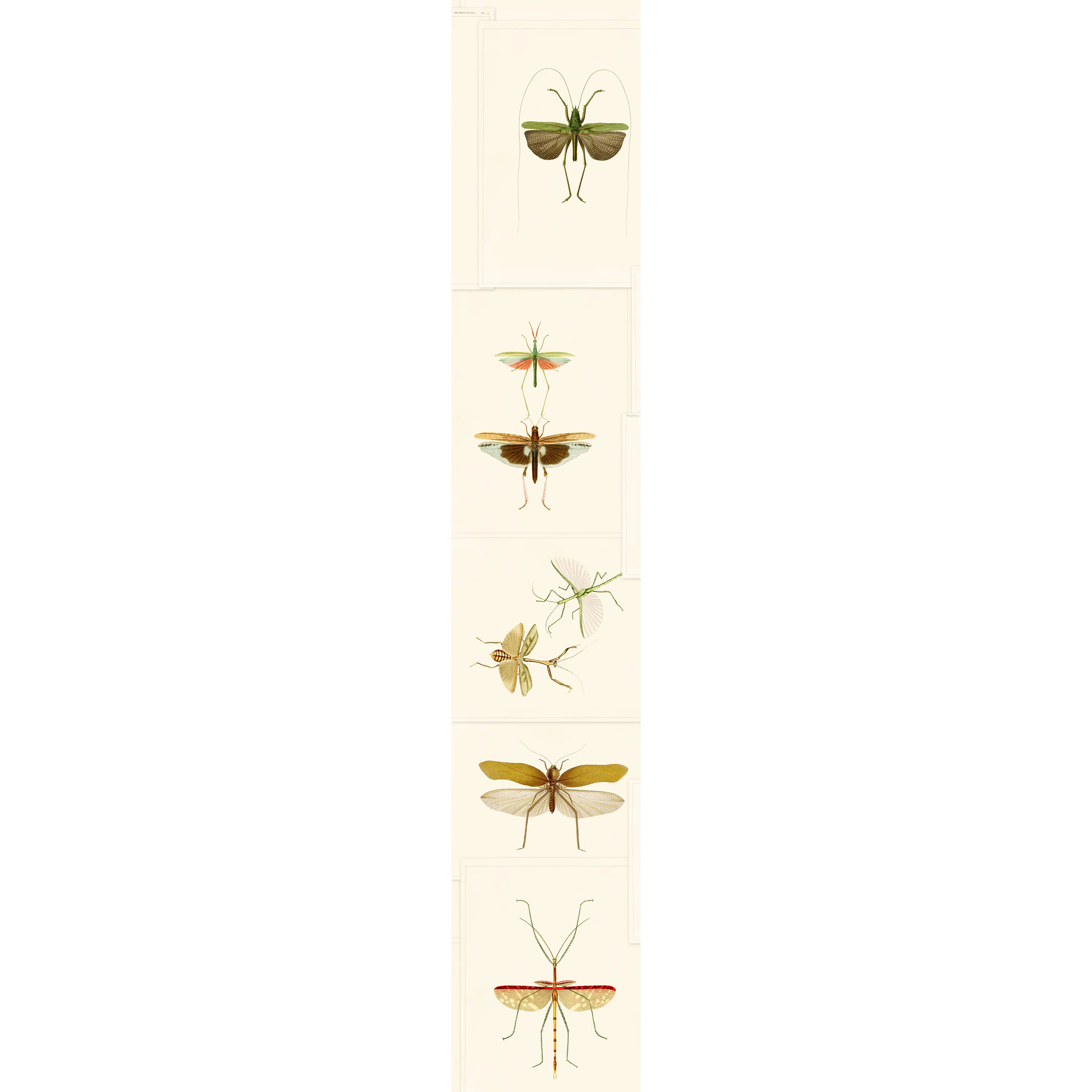 Entomology Wallpaper - Image 2