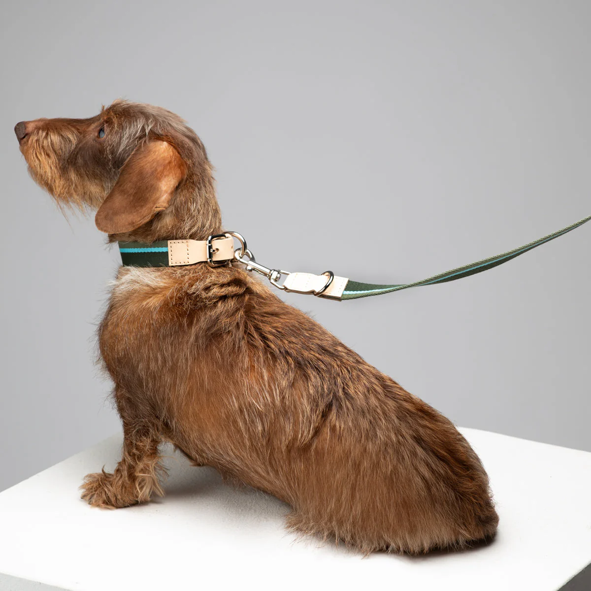 Franco Dog Collar - Image 17