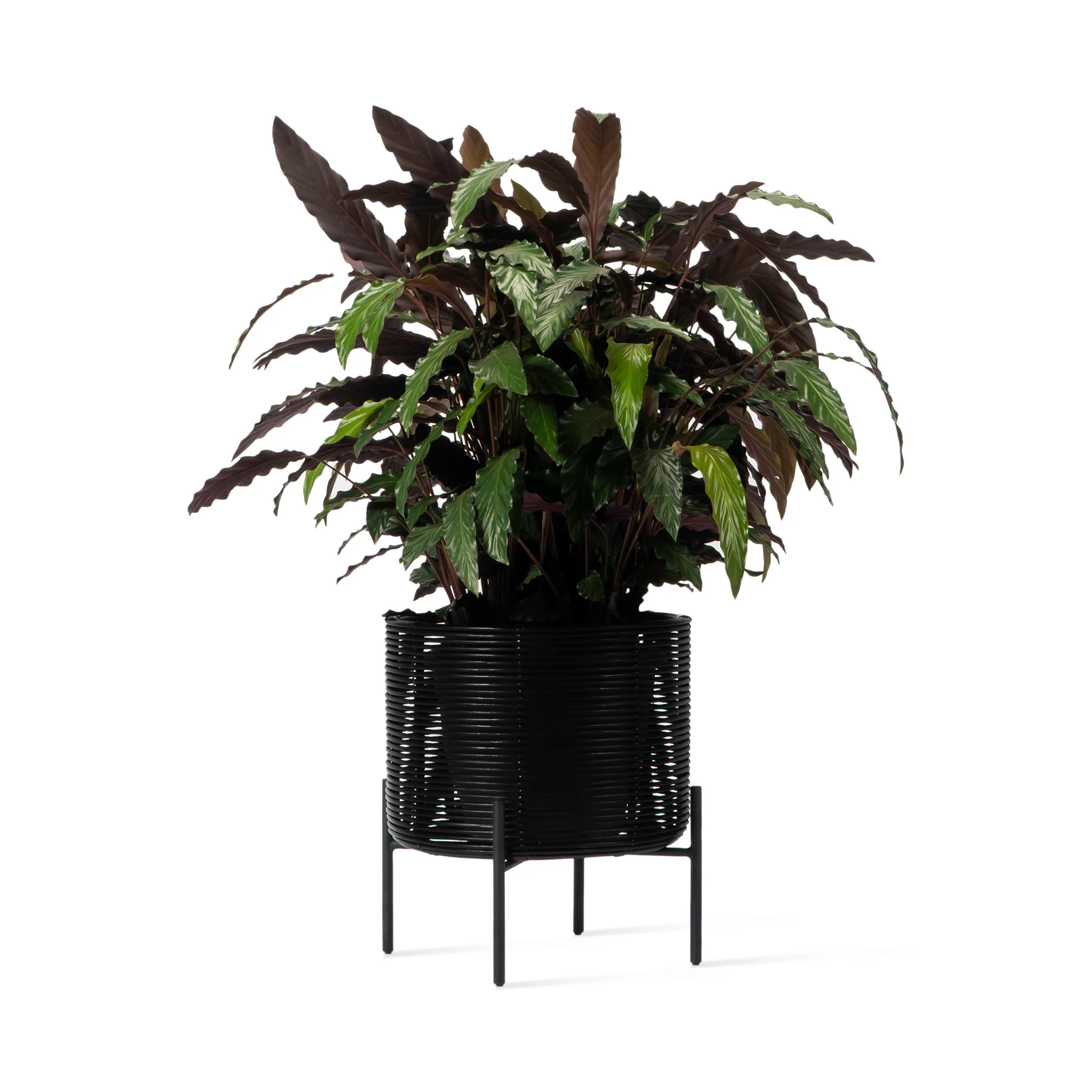 Ivo Outdoor Plant Stand - Image 7