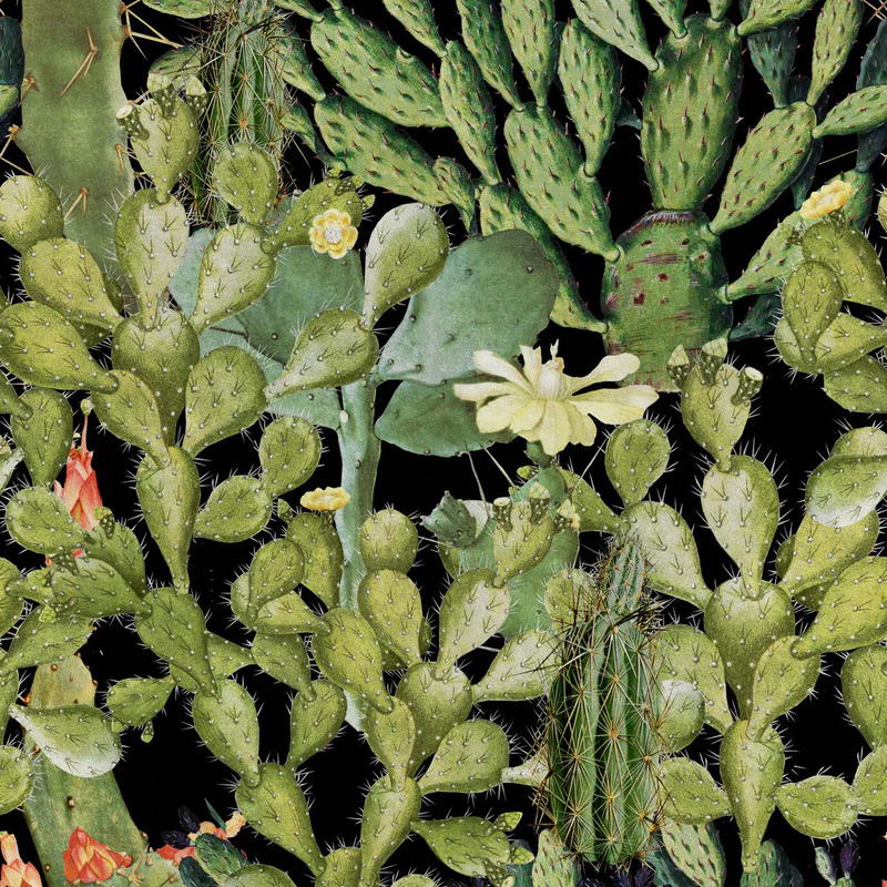 Opuntia Wallpaper - Image 5
