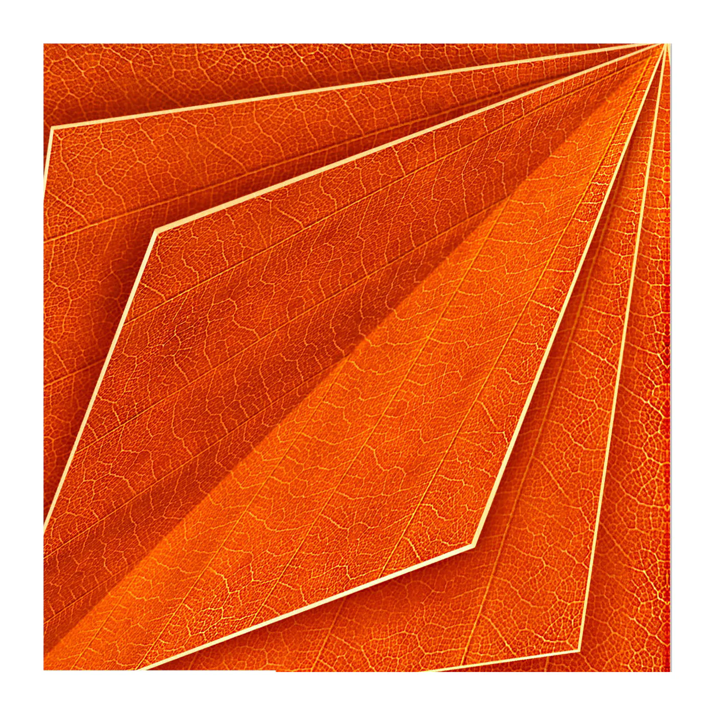 Orange Bloom Wallpaper Sample Swatch - Image 2
