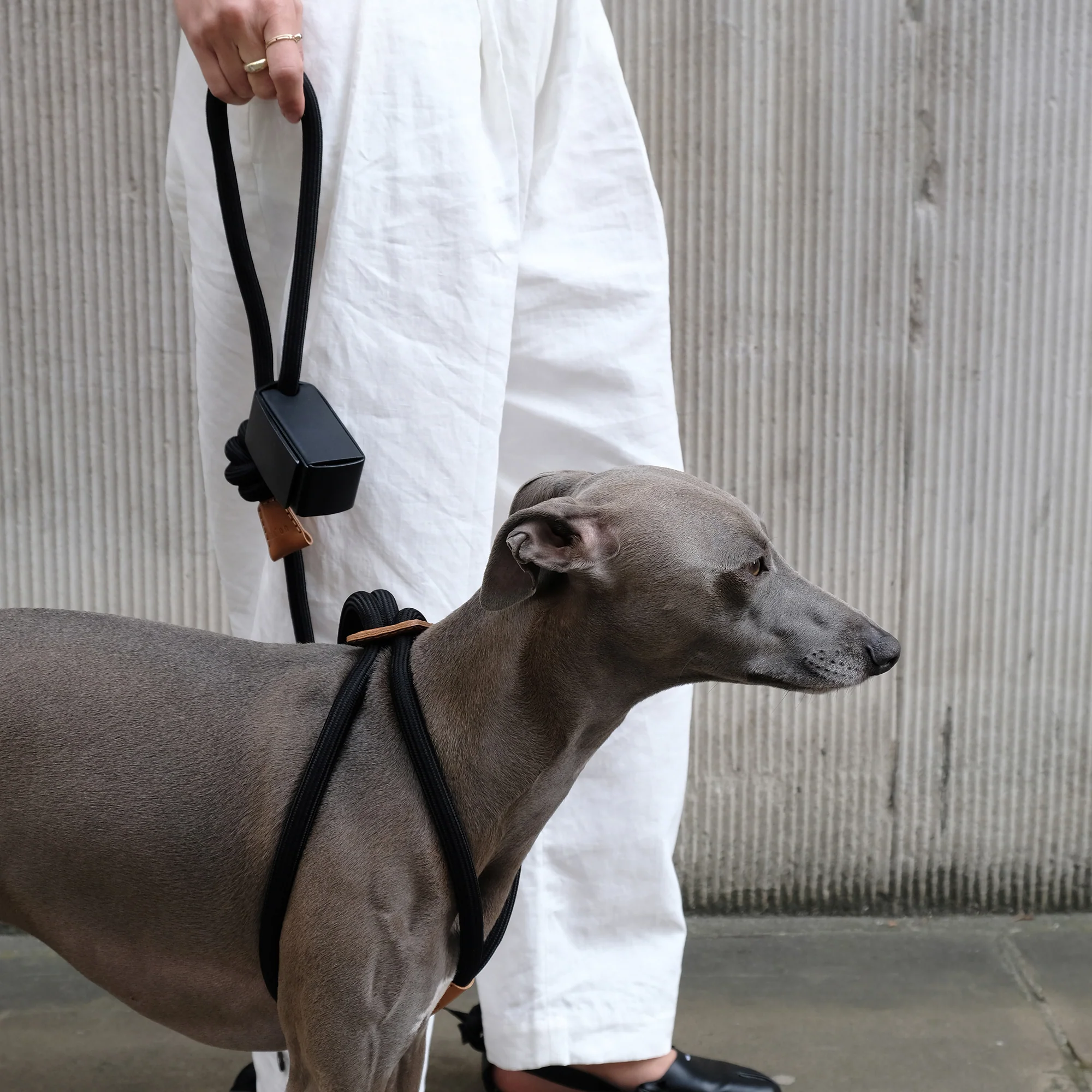 Ray All-in-One Leash and Harness Set - Image 12