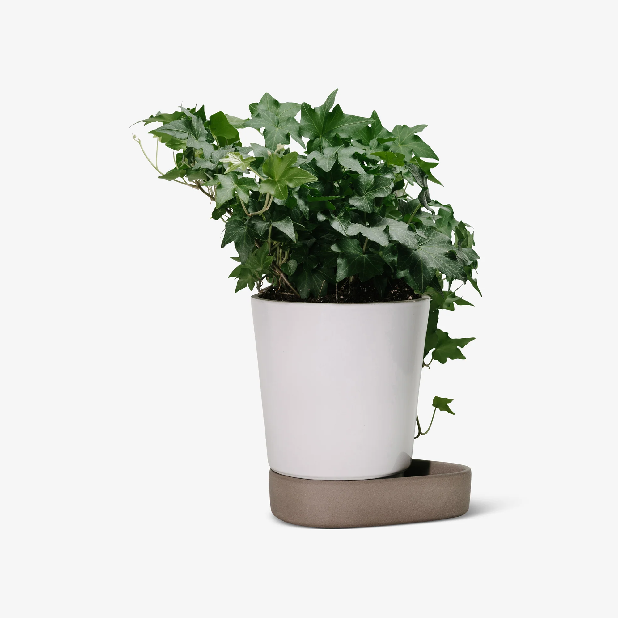 Sip Plant Pot - Image 5