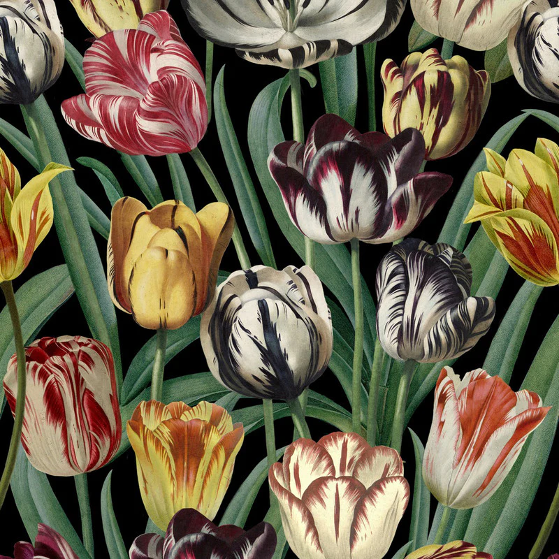 Tulipa Wallpaper - Image 3
